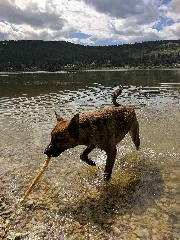 Northern Coola In Water