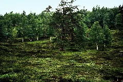 Norwegen 1998 (738) Røros (50467355502)