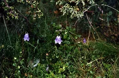 Norwegen 1998 (741) Glockenblume (50467189666)