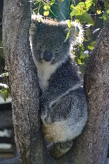 Not A Bear (35557986011)