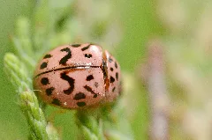 Oenopia Doublieri