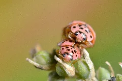 Oenopia Doublieri Couple
