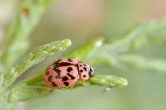 Oenopia Doublieri1