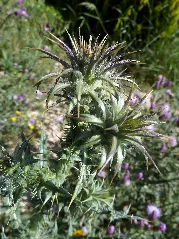 On. Corymbosum Preantesis 1