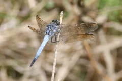 Orthetrum Caledonicum 1