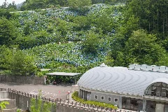 ゆらぎの森付近のアジサイ Panoramio