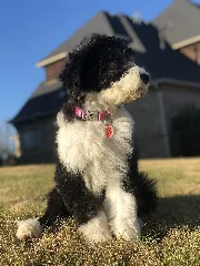 Pebbles The Sheepadoodle