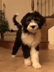 Pebbles The Sheepadoodle, At 4 Months