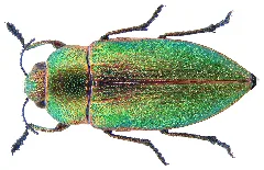 Perotis Malachitica Abeille De Perrin, 1896 (3232041364)