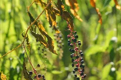 Phytolacca Americana Wilderness Park Ne