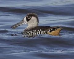 Pink Eared Duck Gatton08