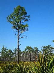 Pinus Palustris Jay B Starkey Wilderness Park Florida 3