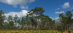 Pinus Palustris Jay B Starkey Wilderness Park Florida 4