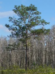 Pinus Palustris Jay B Starkey Wilderness Park Florida Cropped