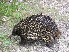 Porcupine Panoramio
