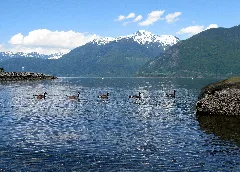 Porteaucovepp Geese1