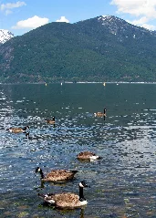 Porteaucovepp Geese2