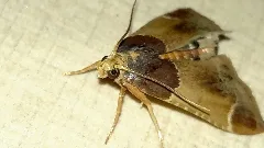 Pyralis Farinalis 001