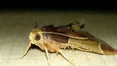 Pyralis Farinalis 002