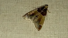 Pyralis Farinalis 003