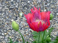 Red Poppy 3