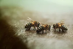 Reunión De Abejas (8249939698)