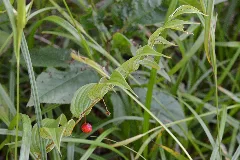 Rose Twisted Stalk (Streptopus Lanceolatus) Springdale, Newfoundland 2019 08 16