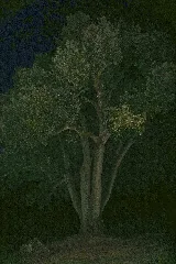 Roverella Carezzo