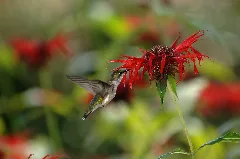 Rubythroatedhummingbird