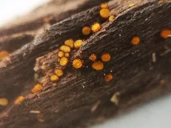Scutellinia Setosa 95627015