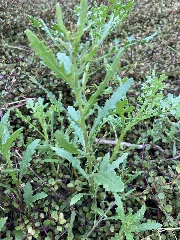 Senecio Biserratus 267727472