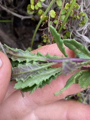 Senecio Biserratus 268705858