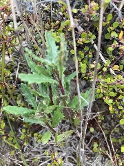 Senecio Biserratus 268705866