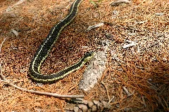 Snakes On An Island