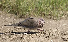Spilopelia Senegalensis Laughing Dove 03