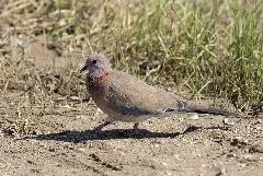Spilopelia Senegalensis Laughing Dove 04