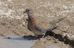 Spilopelia Senegalensis Laughing Dove 05