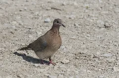 Spilopelia Senegalensis Laughing Dove 06