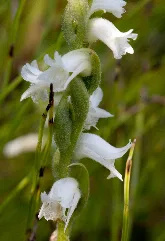 Spiranthes Cernua Inat 10297218
