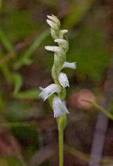 Spiranthes Cernua Inat 10297401