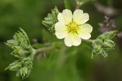 Sulfur Cinquefoil Introduced Bullitt County, Ky Usa (With Foliage)