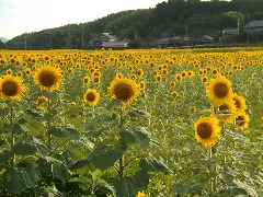 Sunflower Manno Town Honoyama