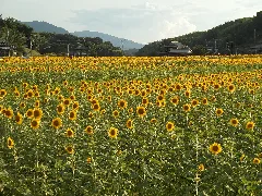 Sunflower Manno Town Honoyama20150715