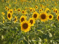 Sunflower Manno Town Honoyama20150715Up