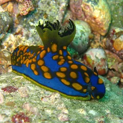Tambja Sagamiana