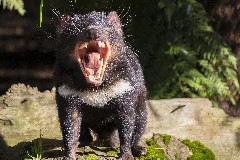 Tasmanian Devil (34847830974)