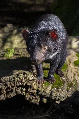 Tasmanian Devil (34890474944)