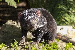 Tasmanian Devil (35583182132)
