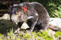 Tasmanian Devil (35649552756)