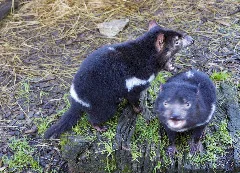 Tasmanian Devil Spin (35322065450)